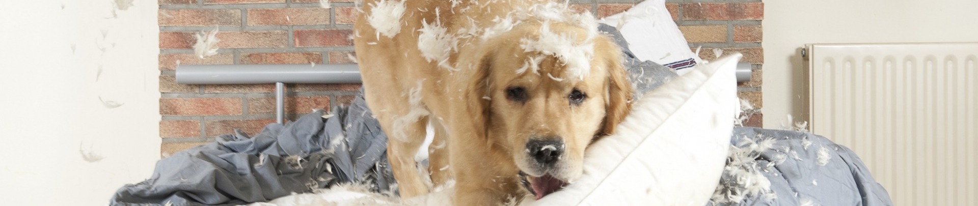 Aansprakelijkheid hond maakt bed kapot